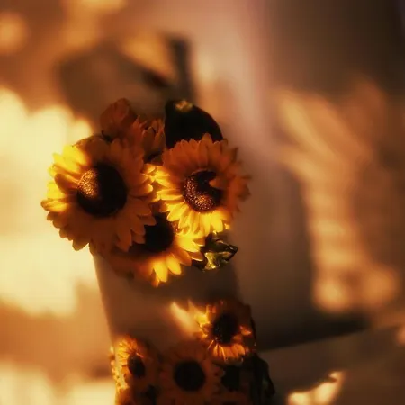 Sunflower Place - Dimora Del Girasole Lejlighed *